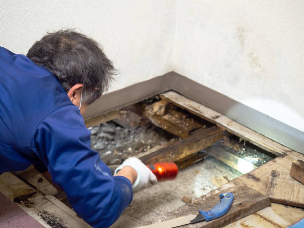 Crawl Space Mold Removal in Ellenville, NY