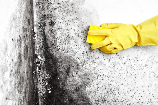 Best Certified Mold Removal  in Ellenville, NY
