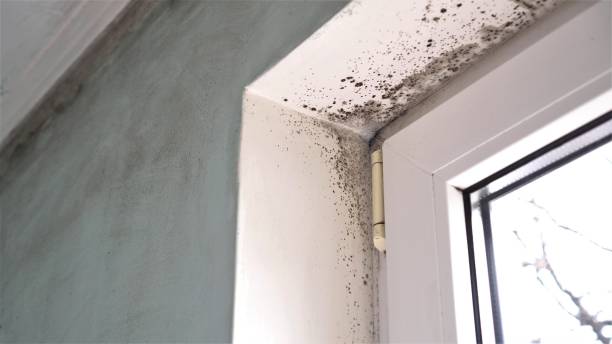 Best Mold Remediation  in Ellenville, NY