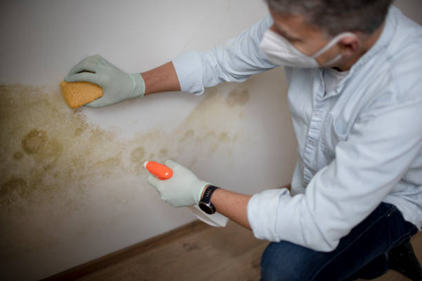 Best Crawl Space Mold Removal  in Ellenville, NY