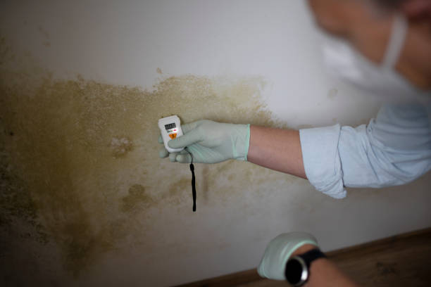 Best Residential Mold Removal  in Ellenville, NY