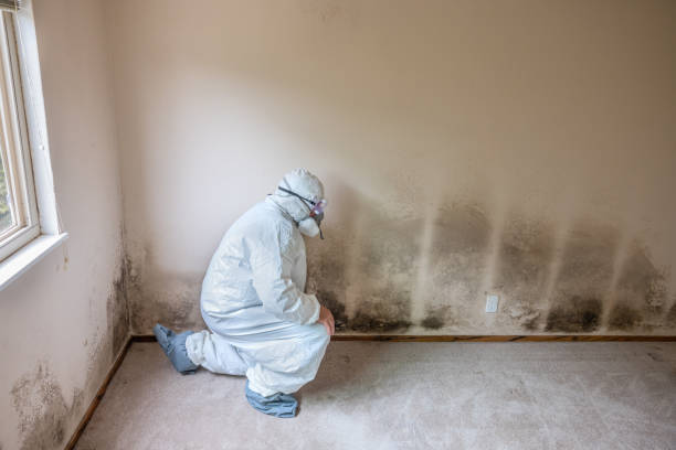 Best Emergency Mold Removal  in Ellenville, NY