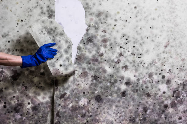 Mold Removal Process in Ellenville, NY