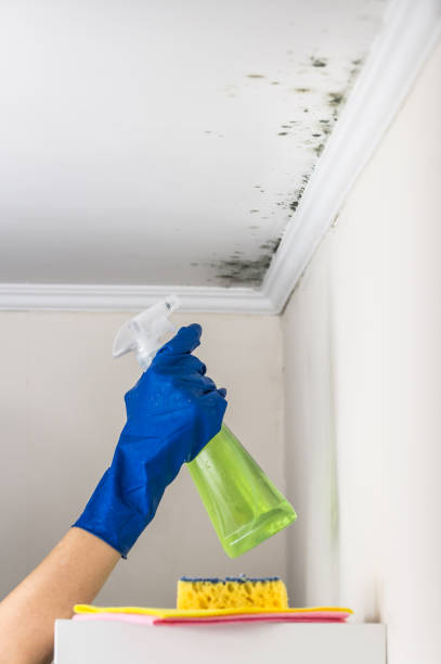 Trusted Ellenville, NY Mold Removal Experts