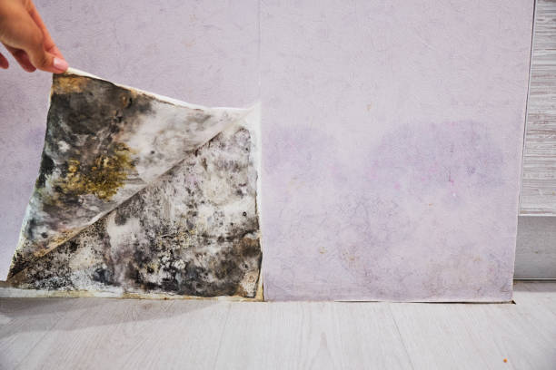 Best Commercial Mold Removal  in Ellenville, NY